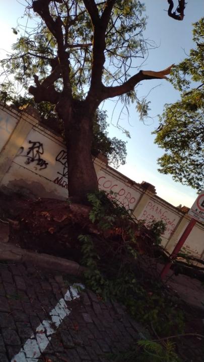 Foto 2 de 3 — Árvore cai em cima de carro e muro do cemitério São Bento